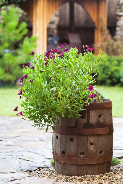 Flores em bóia ao ar livre — Fotografia de Stock