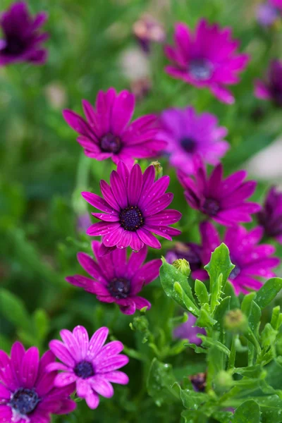 Sommarblommor utomhus — Stockfoto