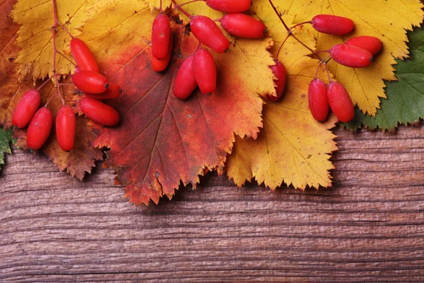 Autumn barberries on wooden background — Stock Photo, Image