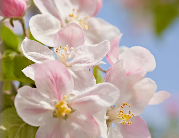 Closeup floração árvore brunch com flores brancas — Fotografia de Stock
