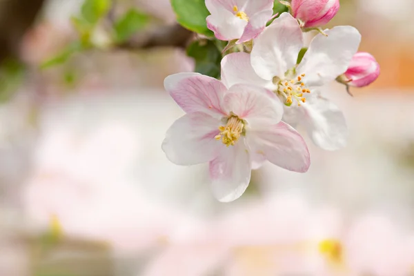 Primo piano fioritura albero brunch con fiori bianchi — Foto Stock