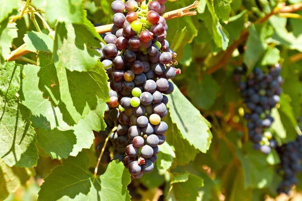 Uvas rojas púrpuras con hojas verdes en la vid — Foto de Stock