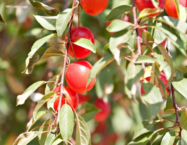 Pflaumenbaum mit Früchten, die im Garten wachsen — Stockfoto