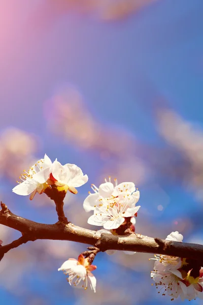 Photo of white apricot tree flowers — Stock Photo, Image