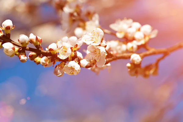 Foto di fiori di albicocca bianca — Foto Stock