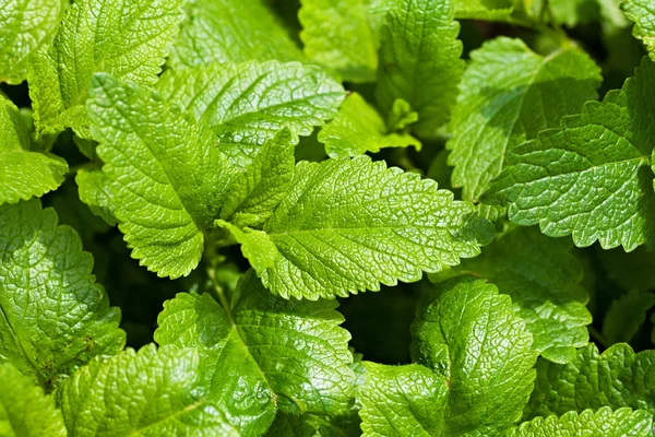 Green mint background