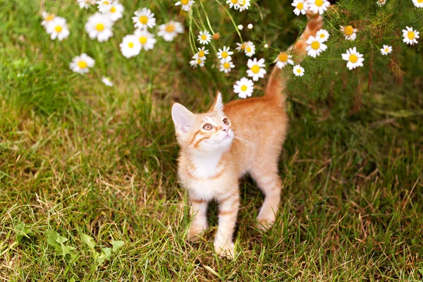 Roztomilé koťátko zázvor v zahradě — Stock fotografie