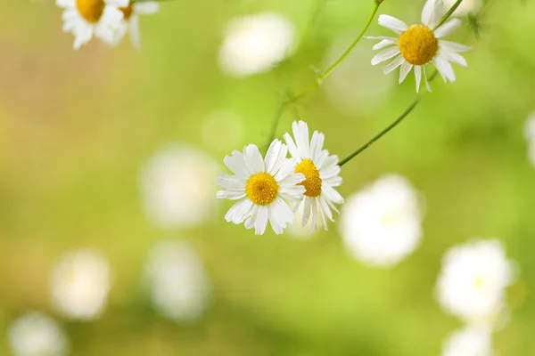 Flores de manzanilla — Foto de Stock