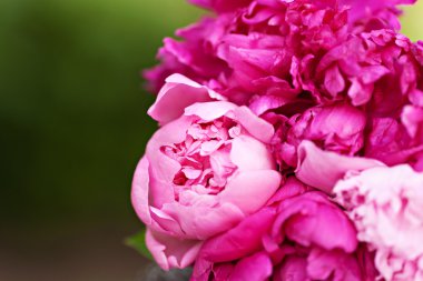 kokulu peonies açık Vintage görüntüsü