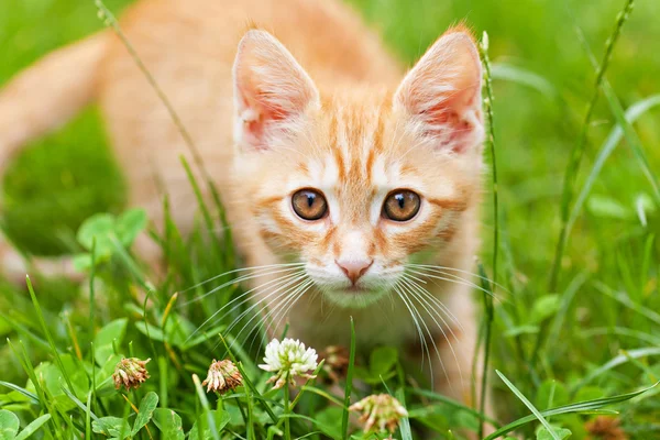 Περίεργος μικρό γατάκι κόκκινο — Φωτογραφία Αρχείου