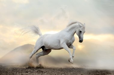 White arab stallion clipart