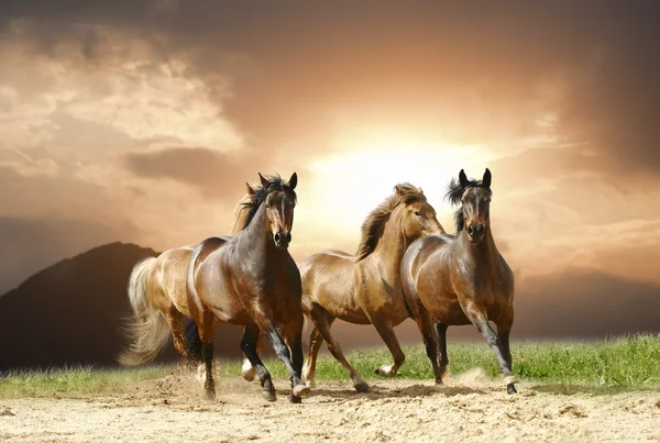 Hästar springa — Stockfoto
