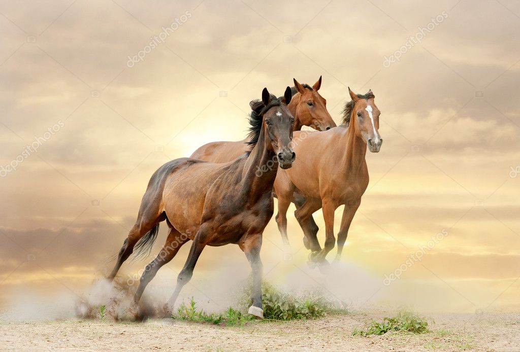 Horses in sunset — Stock Photo © mari_art 13712715