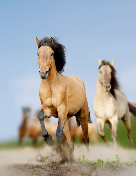 Cavalos selvagens — Fotografia de Stock