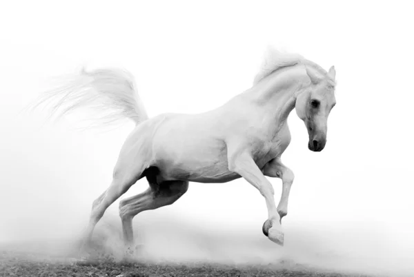 White arab stallion in dust — Stock Photo, Image
