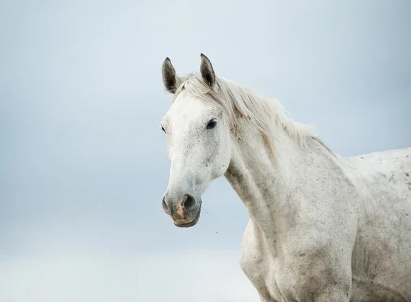 Bílý kůň — Stock fotografie