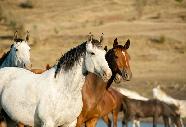 Viltlevende hester – stockfoto