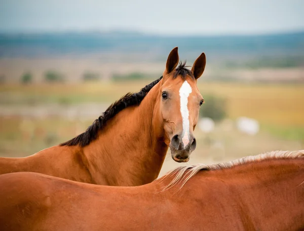 Hästar — Stockfoto