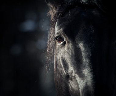 horse eye in dark clipart