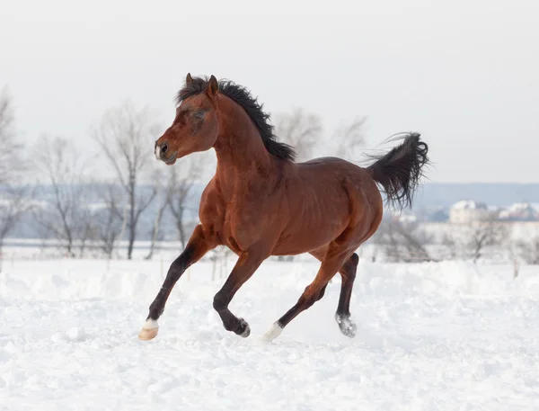 Stallone arabo nella neve — Foto Stock