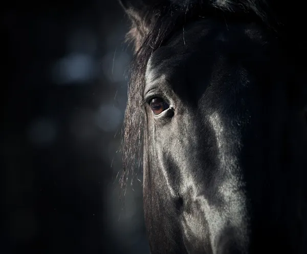 Olho de cavalo no escuro — Fotografia de Stock