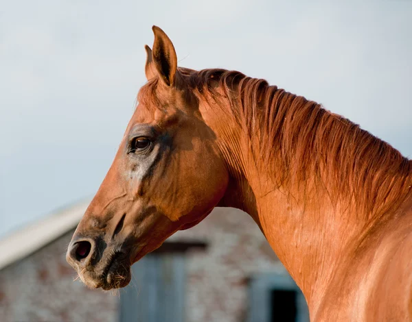 Chestnut horse — Stock Photo, Image