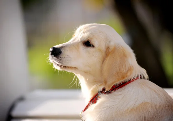 Golden Retriever cachorro —  Fotos de Stock