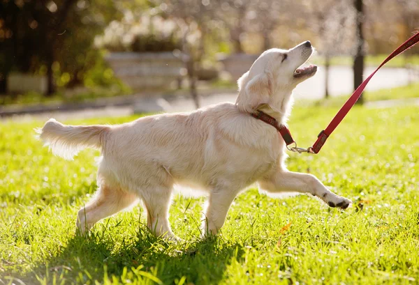 Golden retriever valp körs — Stockfoto