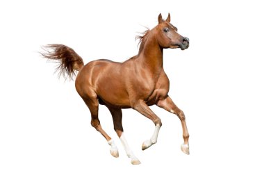 Arab stallion isolated clipart