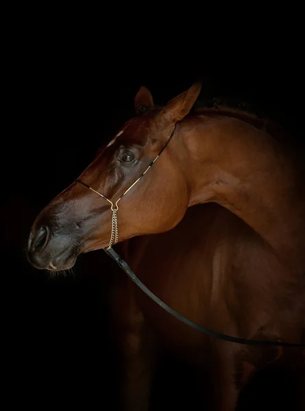 Cavallo su nero — Foto Stock