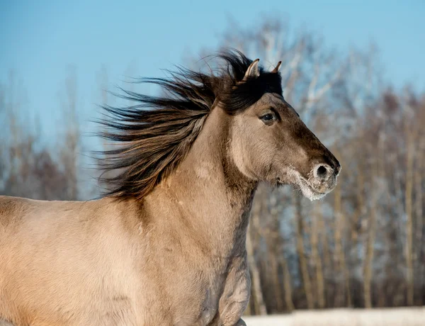 Cavalo cinzento selvagem — Fotografia de Stock