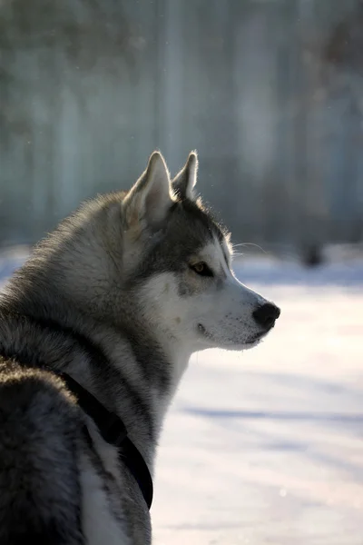 Husky in de winter — Stockfoto