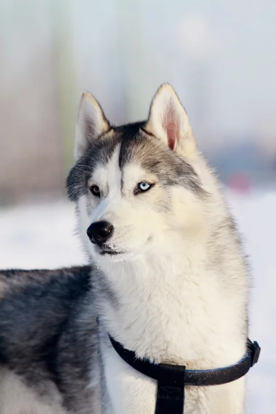 Siberische husky — Stockfoto