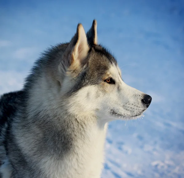 Husky no inverno — Fotografia de Stock