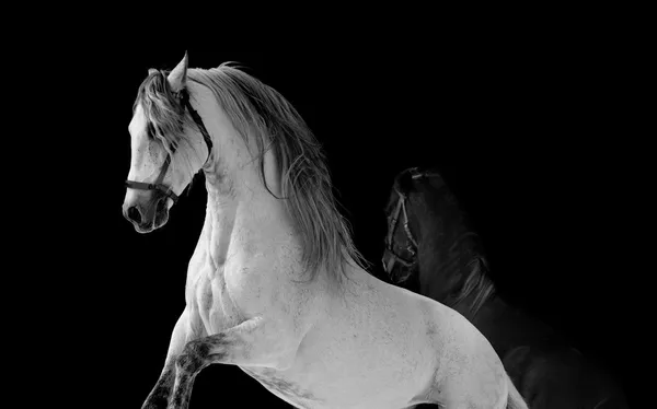 Luta de cavalos — Fotografia de Stock