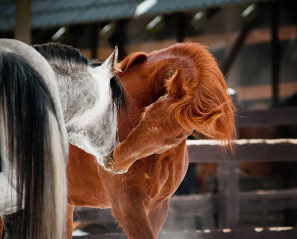 Paarden communiceren — Stockfoto