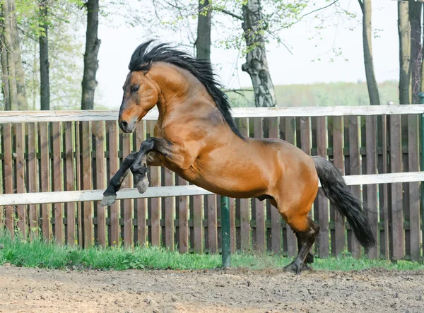 Wilde hengst — Stockfoto