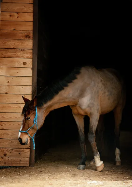 Pferd im Stall — Stockfoto