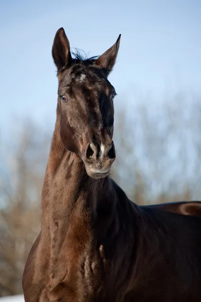 Caballo de raza pura — Foto de Stock