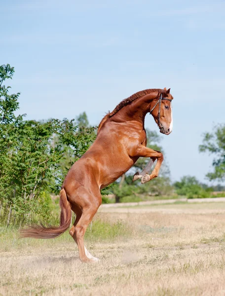 Manguera jugando — Foto de Stock