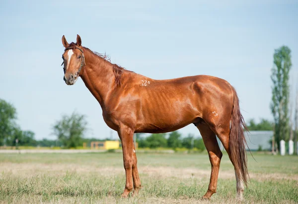 Чистая лошадь — стоковое фото