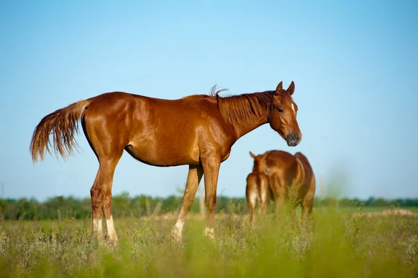 Foal in field — Stock Photo, Image