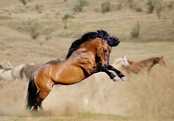 Stallion toz içinde — Stok fotoğraf