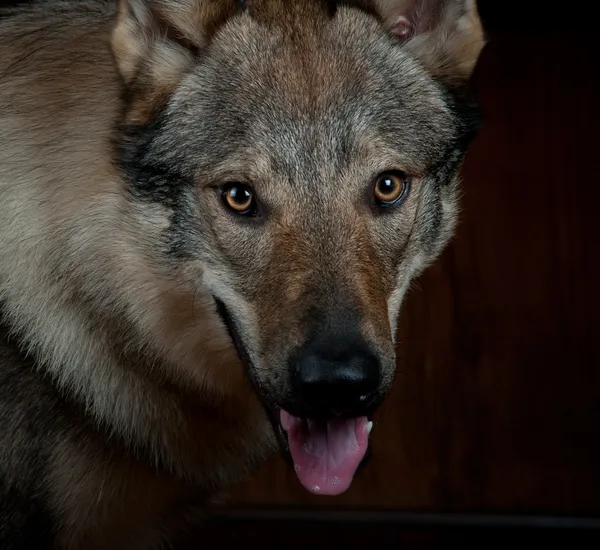 Wolfdog — Stock Photo, Image