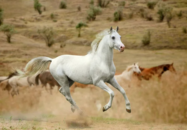 White stallion in dust — Stock Photo, Image