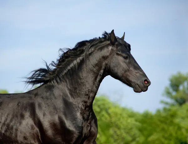 Friesian stallion — Stock Photo, Image