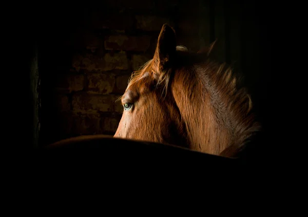 Paard in duisternis — Stockfoto