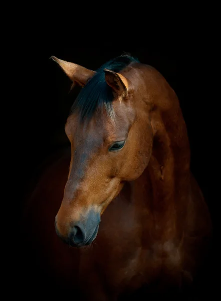 Лошадь на черном — стоковое фото