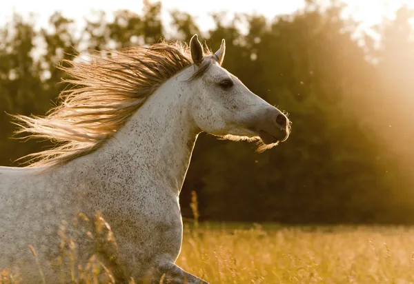 Cavallo arabo al tramonto — Foto Stock