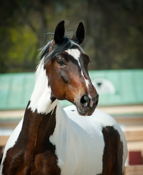 Pinto häst — Stockfoto